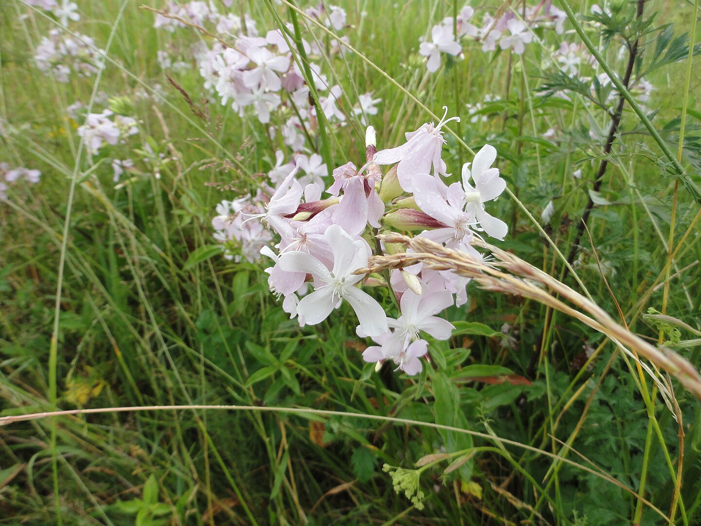 saponaria-officinalis.2