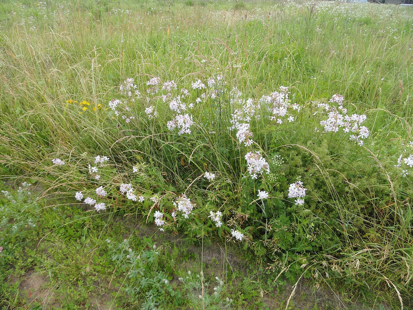 saponaria-officinalis.3