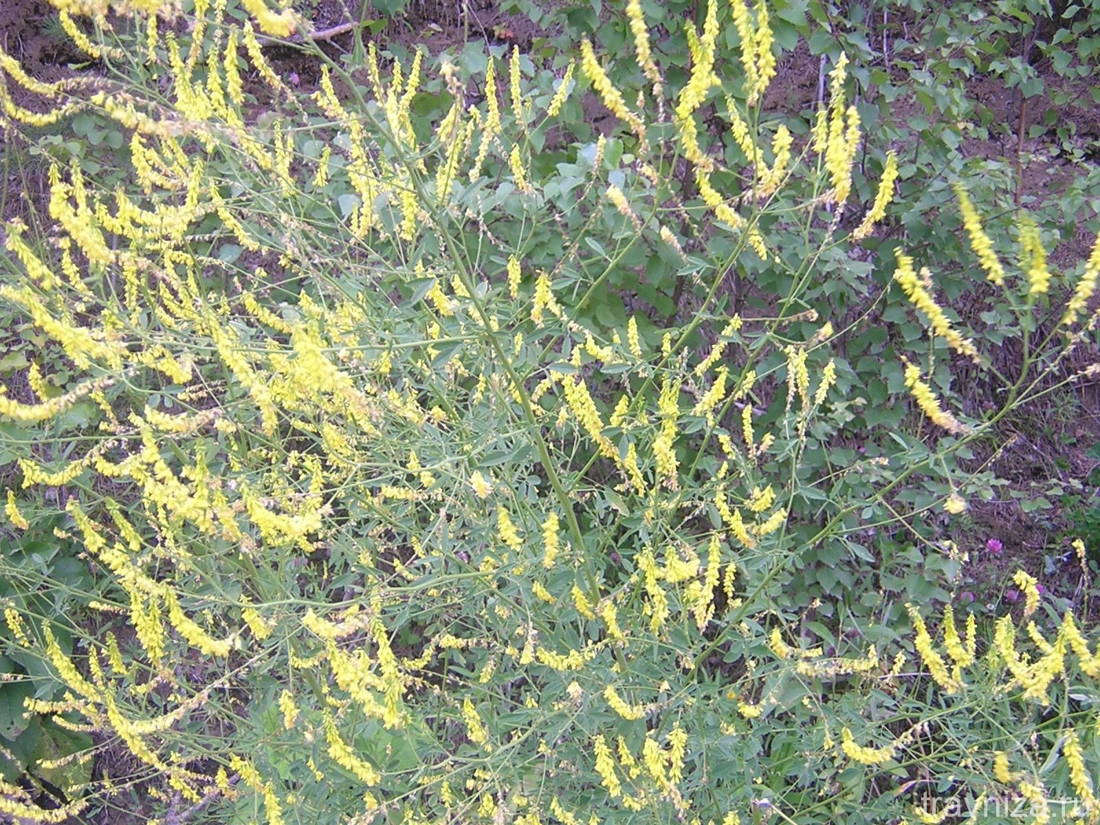 melilotus-officinalis.3