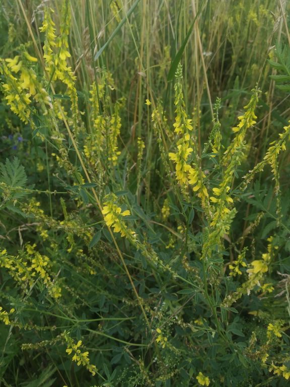 melilotus-officinalis.4