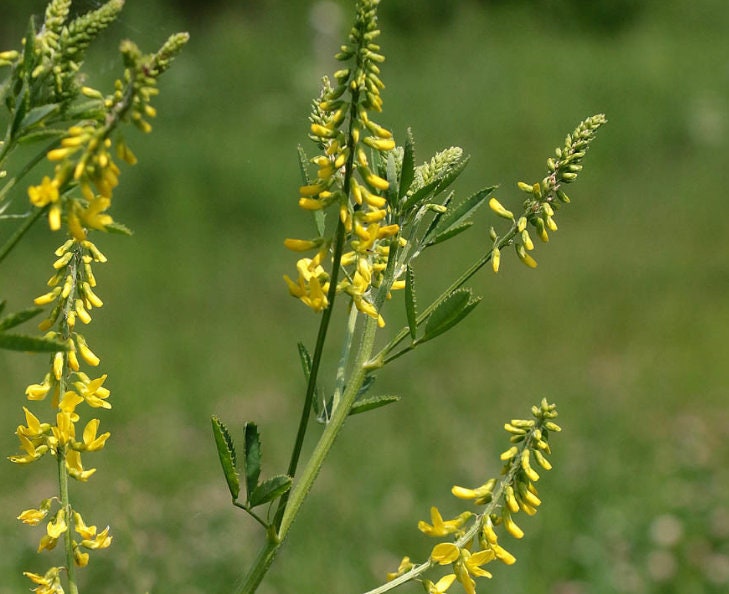 melilotus-officinalis.6