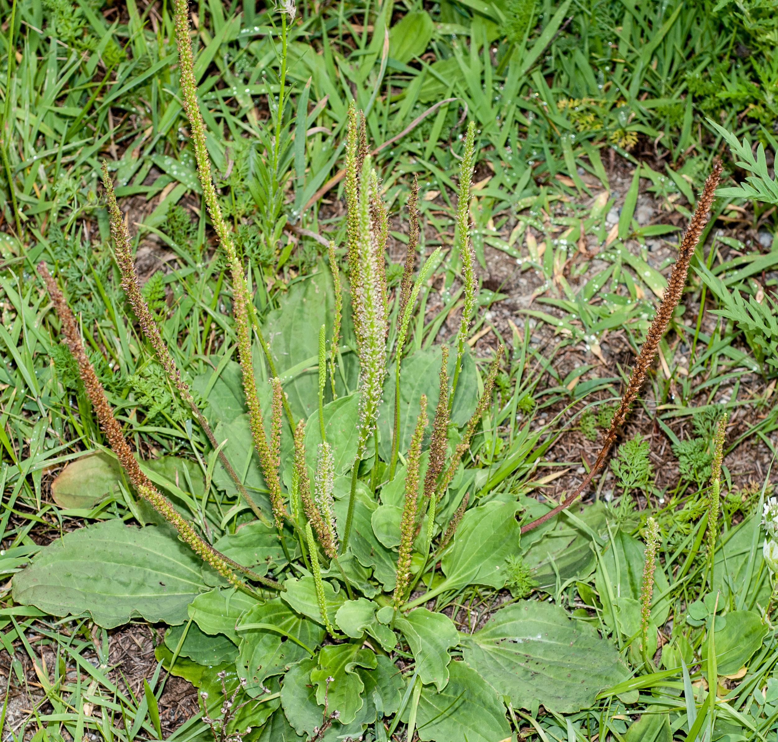 plantago-major.1 plantago-major.1