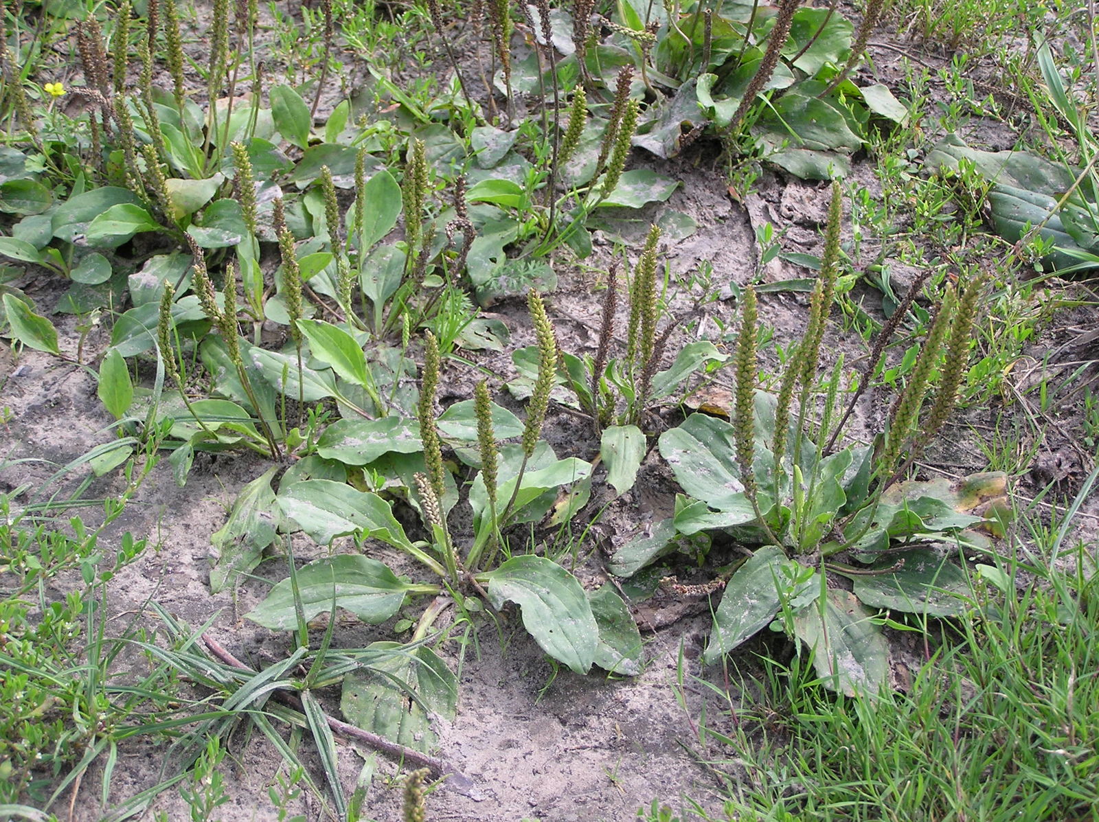 plantago-major.5 plantago-major.5